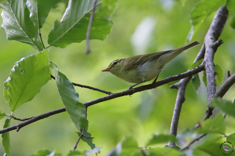 Pouillot du Caucaseadulte, identification