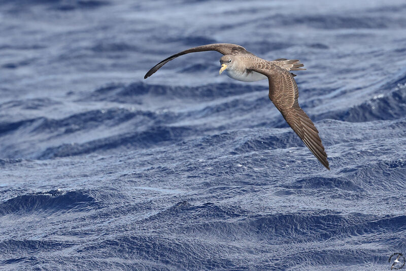 Puffin boréaladulte