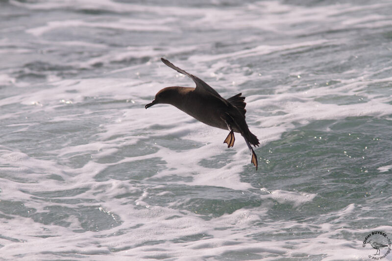 Sooty Shearwater, Flight