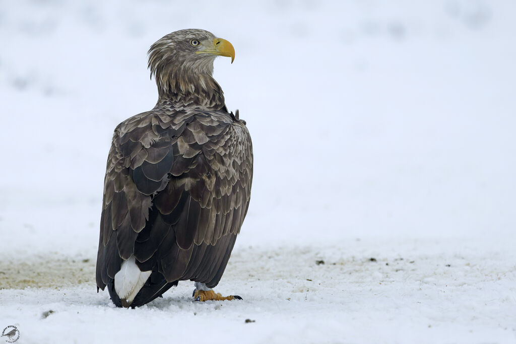 White-tailed Eagle