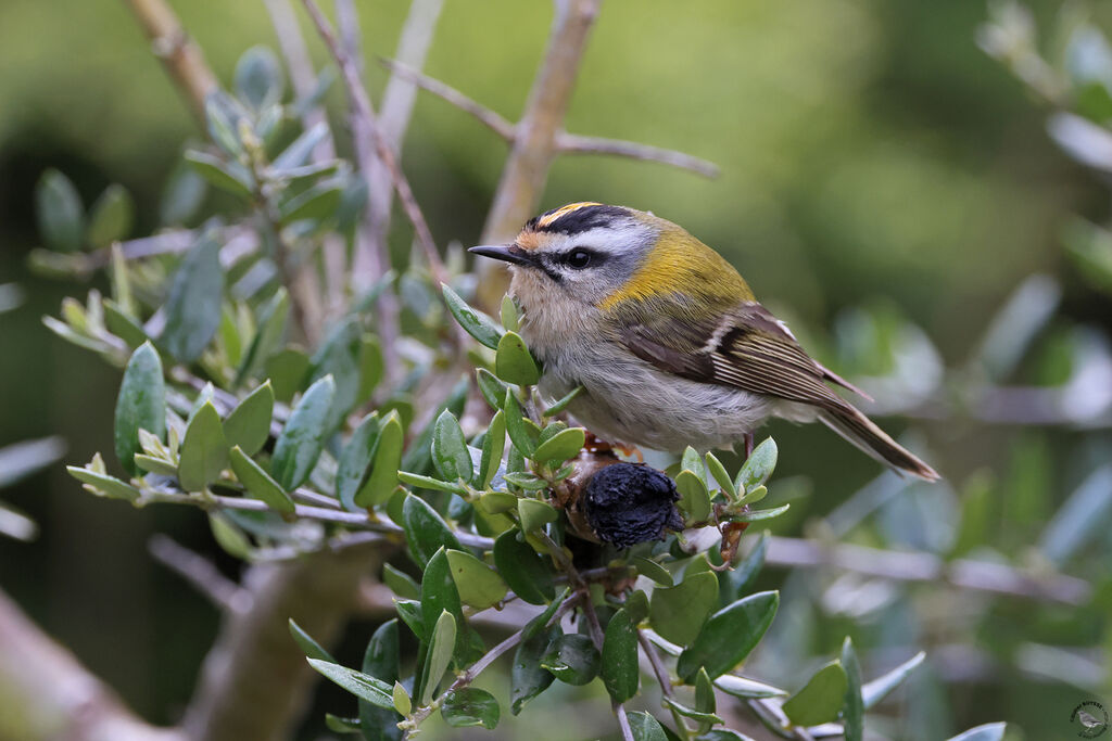 Common Firecrestadult