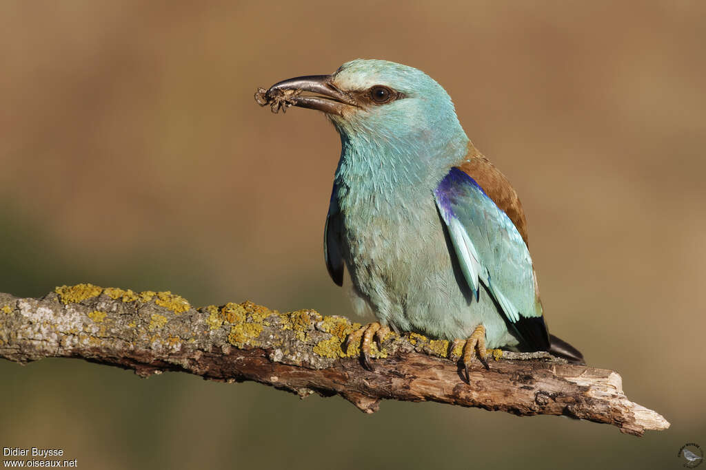Rollier d'Europeadulte, identification, mange, indices