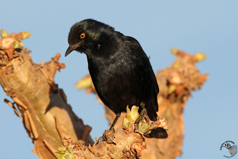 Rufipenne nabouroupadulte, identification