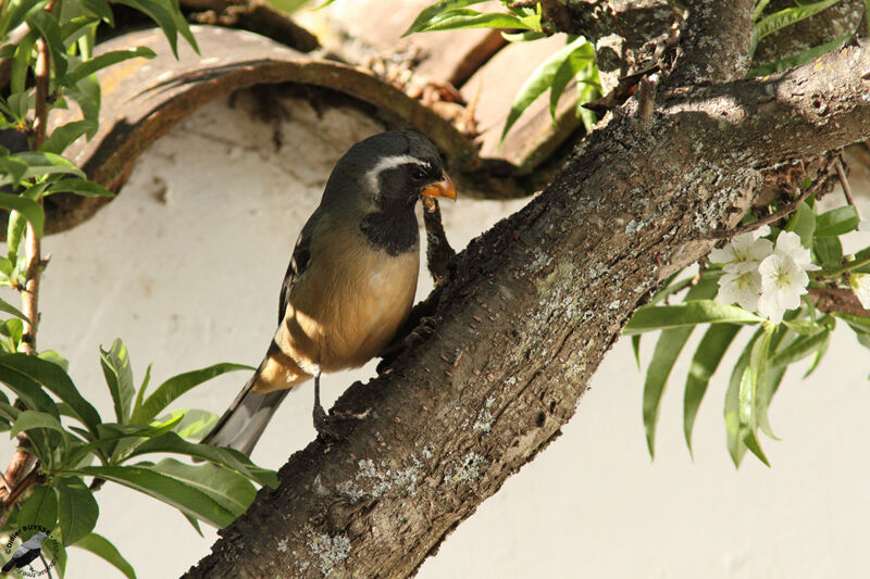 Saltator à bec orangeadulte, identification
