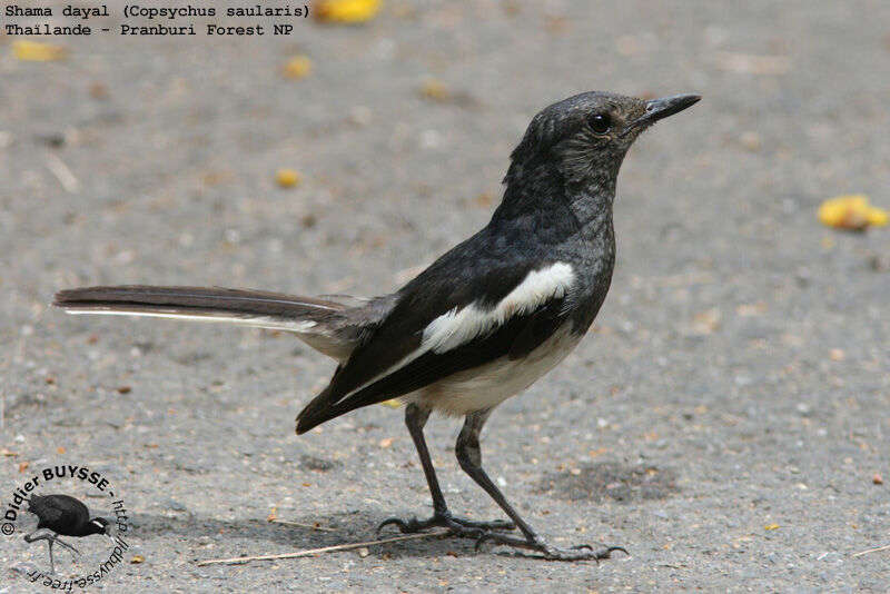 Oriental Magpie-Robinadult