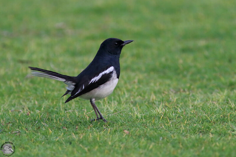 Oriental Magpie-Robin male adult, identification