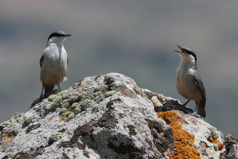 Western Rock Nuthatch adult, identification