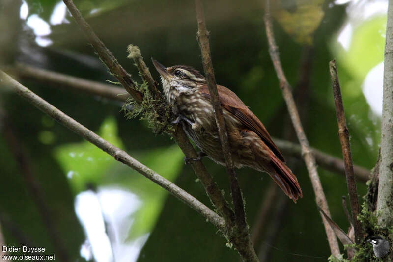 Streaked Xenopsadult, habitat, pigmentation