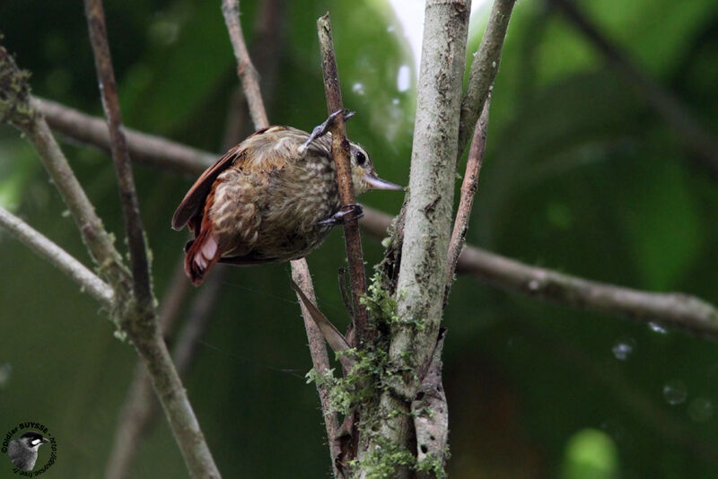 Streaked Xenopsadult, identification