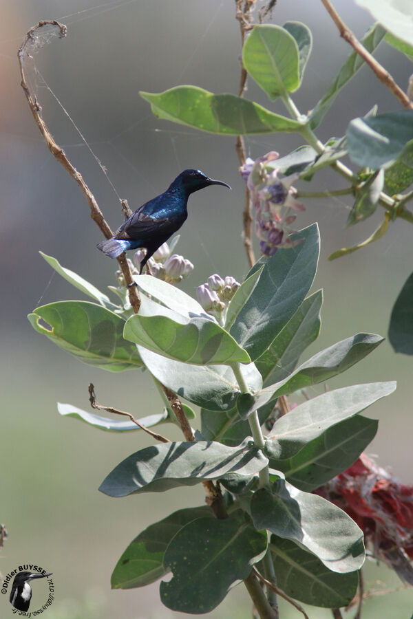 Purple Sunbird male adult, identification