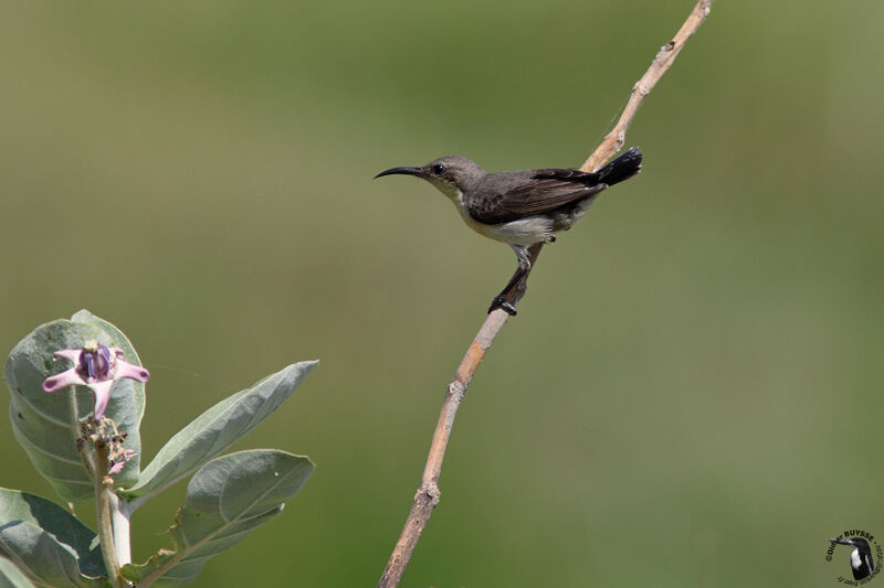 Purple Sunbird female adult, identification