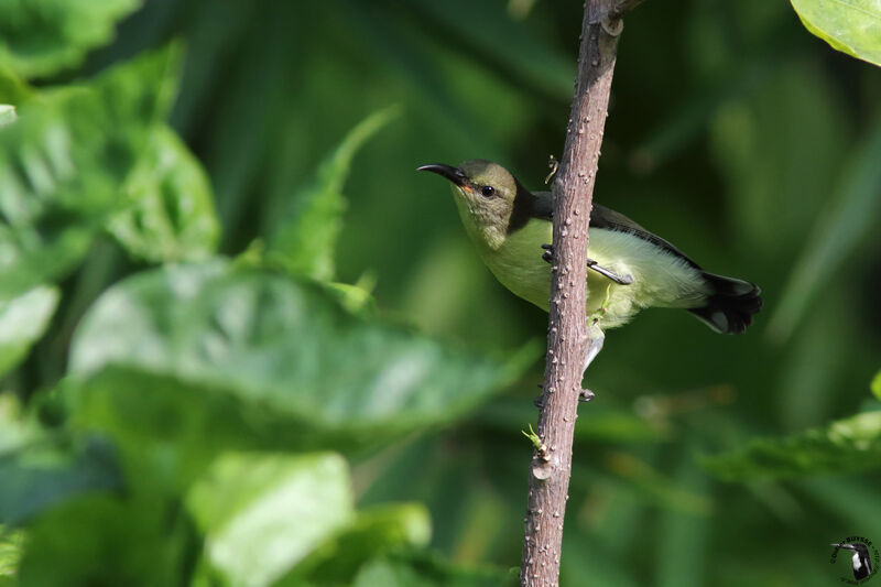 Loten's Sunbird female adult, identification
