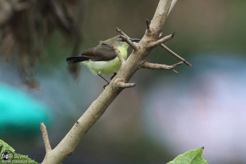 Crimson-backed Sunbird female adult