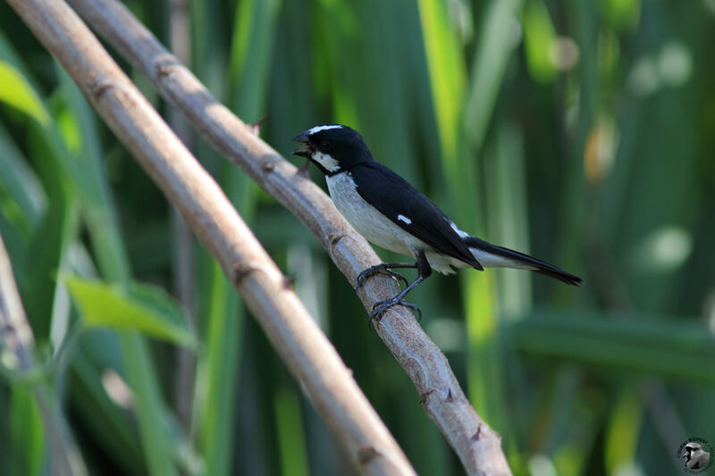 Lined Seedeateradult, identification