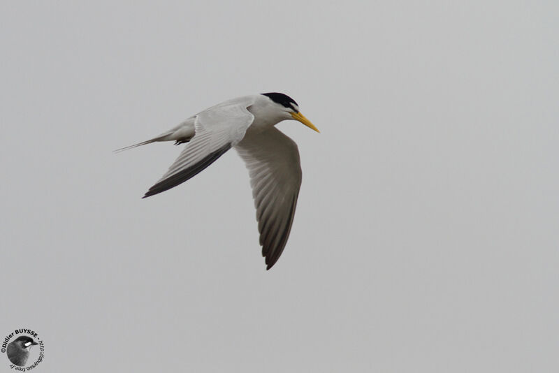Yellow-billed Ternadult, Flight