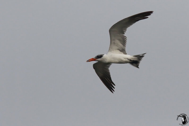 Caspian Ternadult, identification