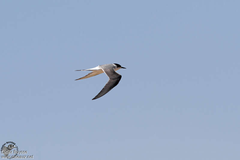 Damara Ternadult breeding, Flight