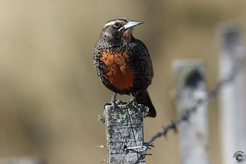 Long-tailed Meadowlark, identification