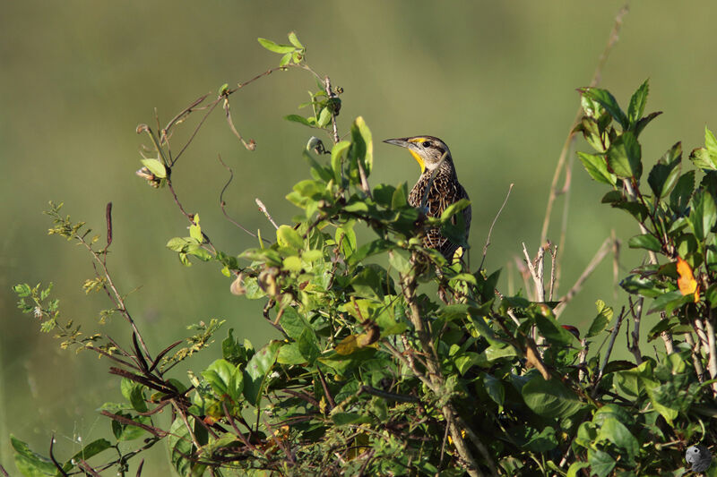 Eastern Meadowlarkadult, habitat