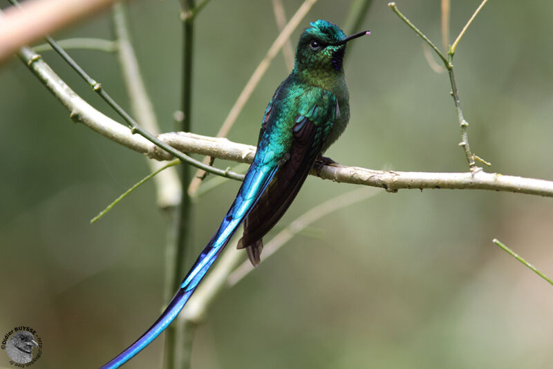 Long-tailed Sylph male adult, identification