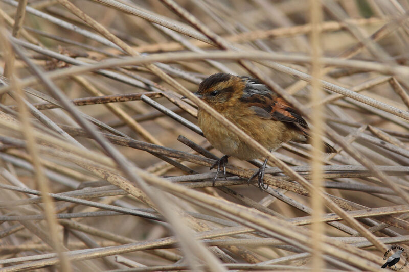 Wren-like Rushbirdadult, identification