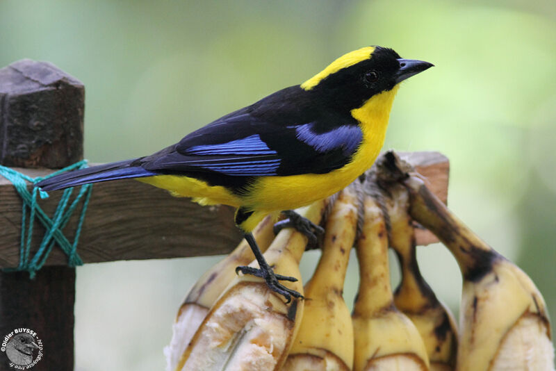 Blue-winged Mountain Tanageradult, identification