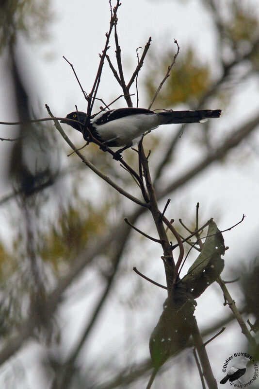 Tangara pillurionadulte, identification