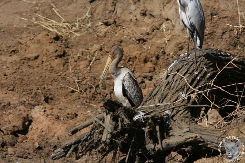 Tantale ibisimmature, identification