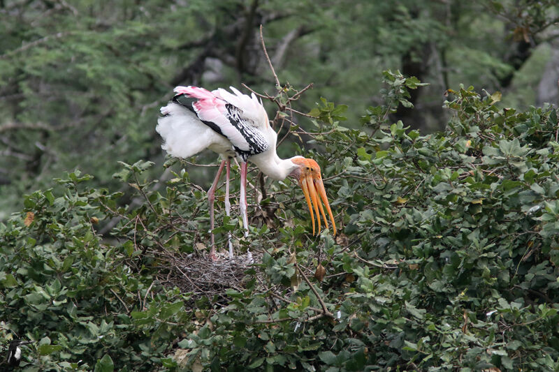 Painted Storkadult, Reproduction-nesting