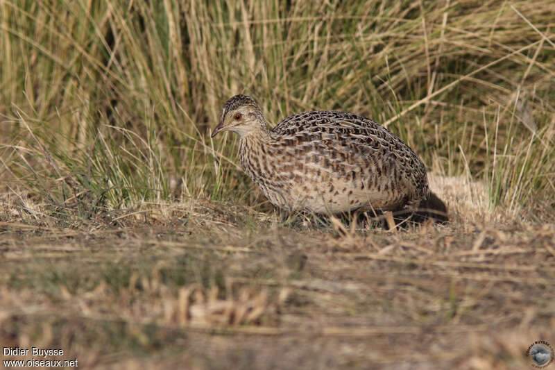 Darwin's Nothuraadult, identification, walking, eats