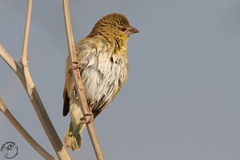 Tisserin à tête rousse, identification