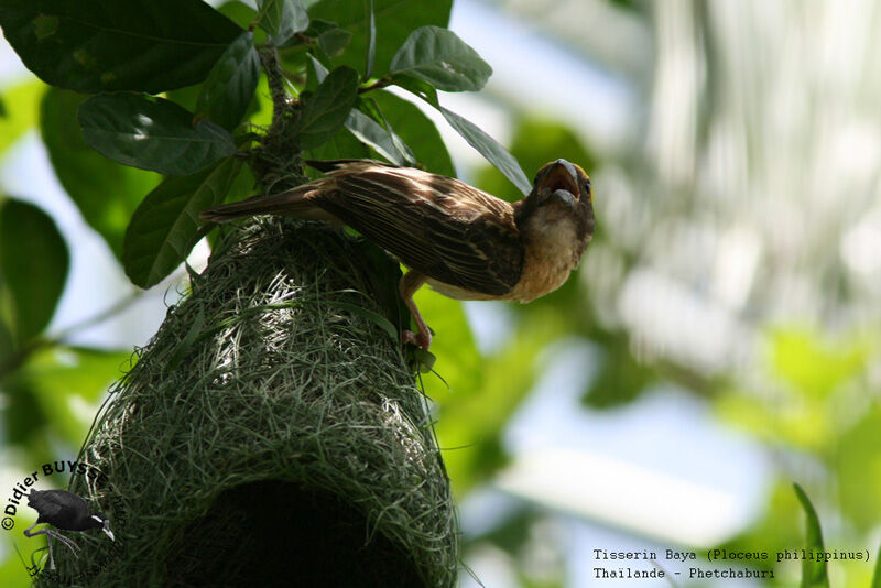 Baya Weaver male adult breeding