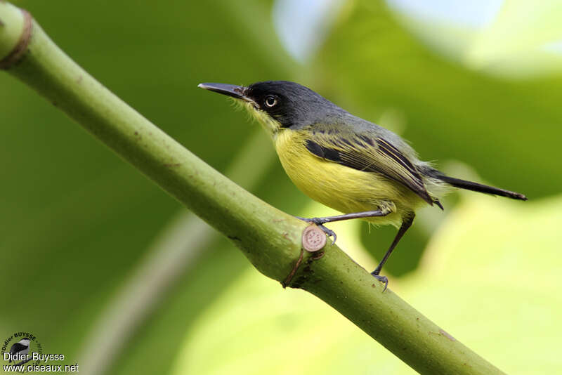 Common Tody-Flycatcher male adult, identification