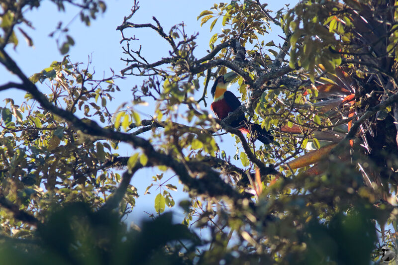 Red-breasted Toucanadult