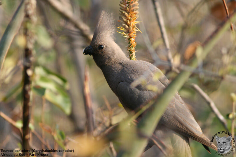 Grey Go-away-bird