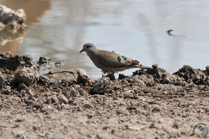 Emerald-spotted Wood Doveadult, identification