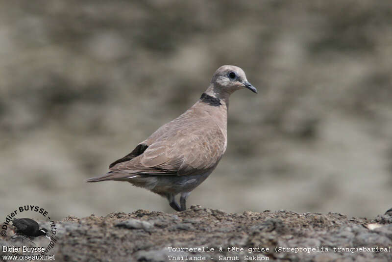 Red Collared Dove female adult breeding, identification