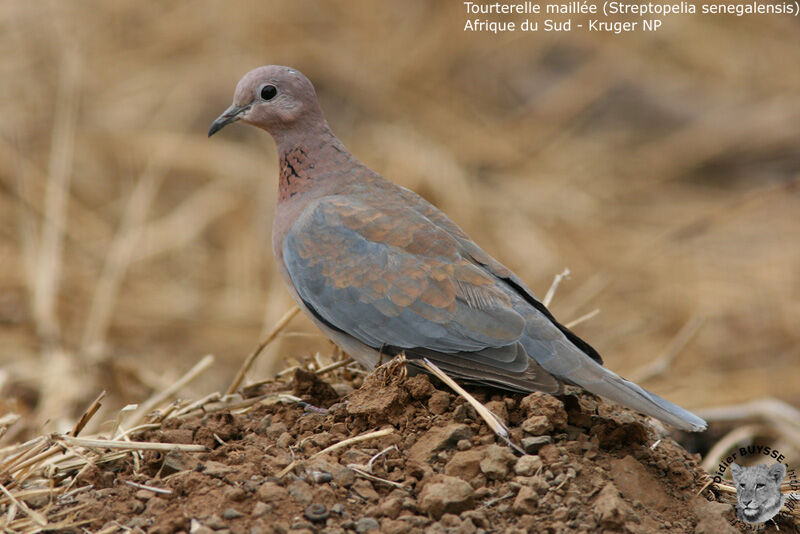 Laughing Doveadult breeding
