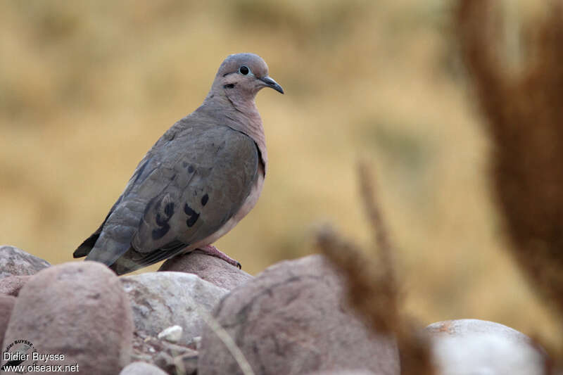 Eared Doveadult, pigmentation