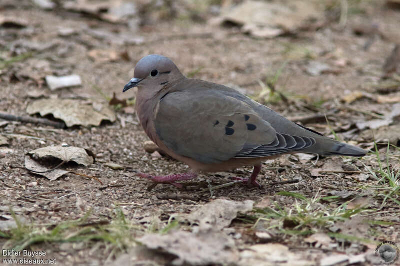 Eared Doveadult, pigmentation, walking
