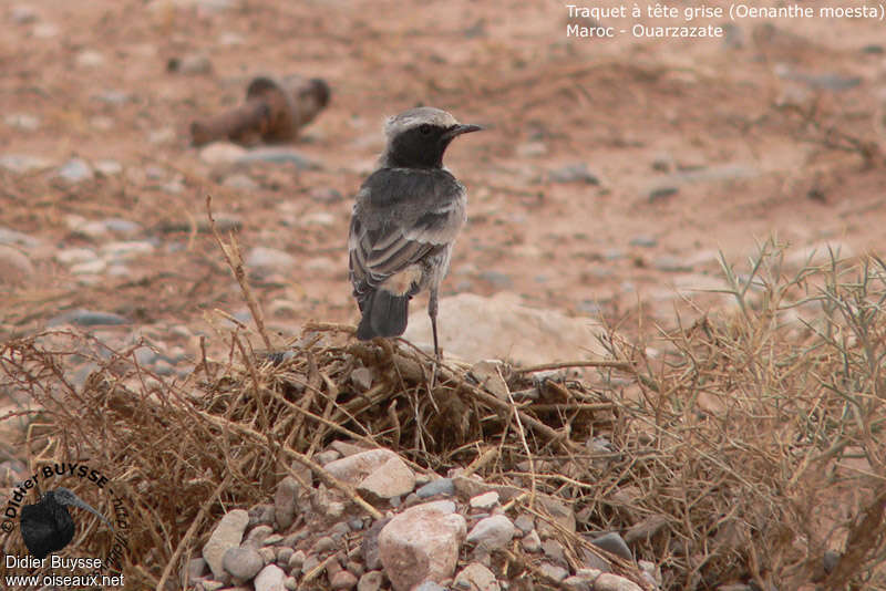 Red-rumped Wheatear male adult, habitat, pigmentation