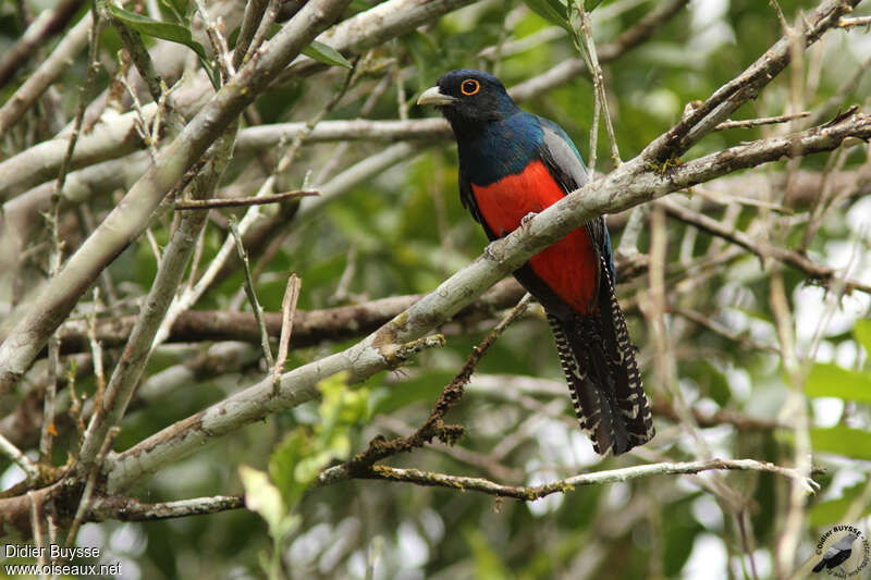 Trogon couroucou mâle adulte, portrait