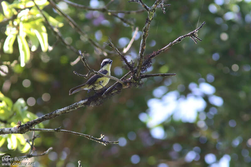Three-striped Flycatcheradult, identification