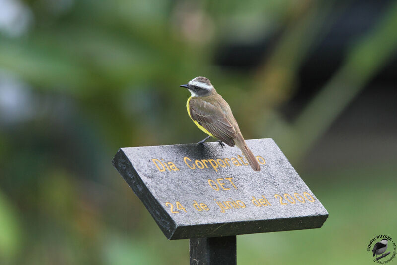 White-ringed Flycatcher, identification