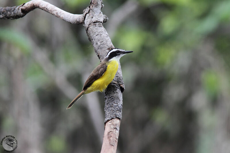 Lesser Kiskadee