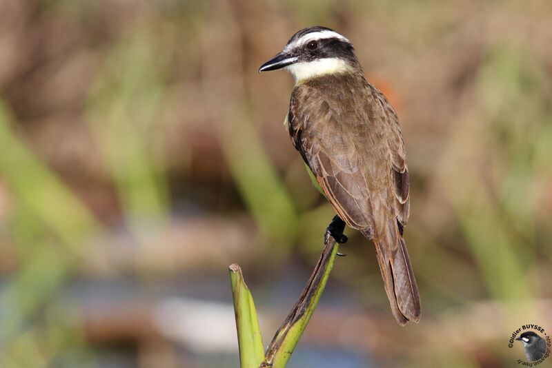 Tyran licteuradulte, identification