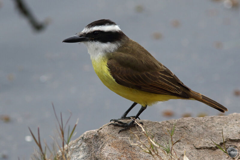 Great Kiskadeeadult, identification
