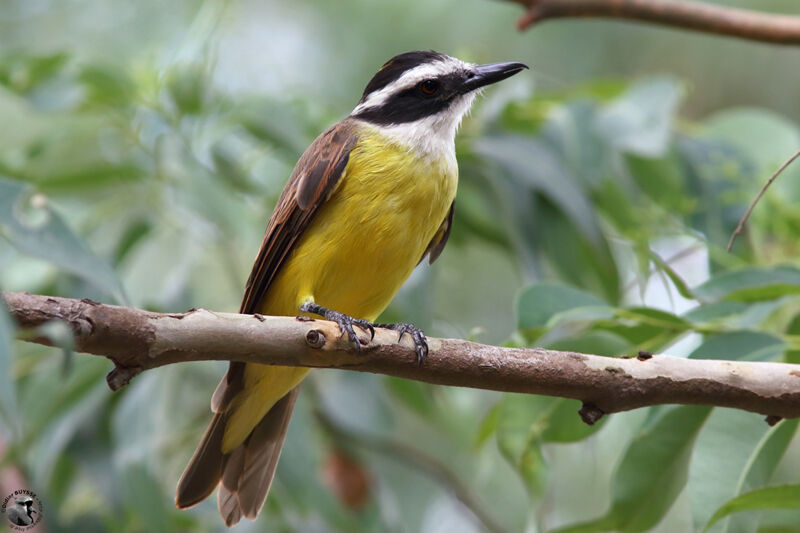 Great Kiskadeeadult, identification