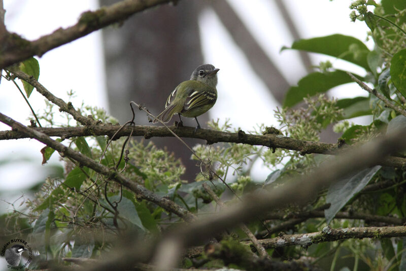 Tyranneau minuteadulte, identification