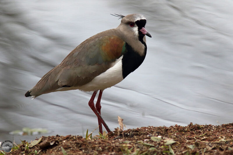 Vanneau téroadulte, identification